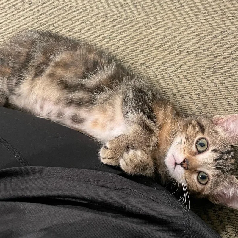 A baby small-sized female Torbie Domestic Short Hair cat named Jordan Shaw for adoption in Eagle Mountain, UT
