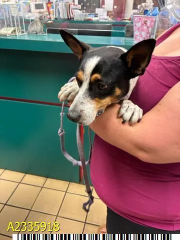 An adult medium-sized male Mixed Breed dog named Velcro for adoption in West Palm Beach, FL