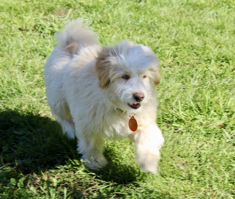 A baby small-sized male Pomsky dog named Tanner for adoption in Waukesha , WI