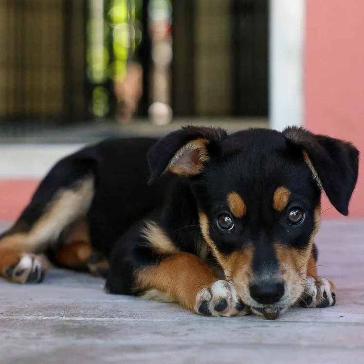 A baby medium-sized female Black Australian Cattle Dog / Blue Heeler dog named Jessa for adoption in Bradenton, FL