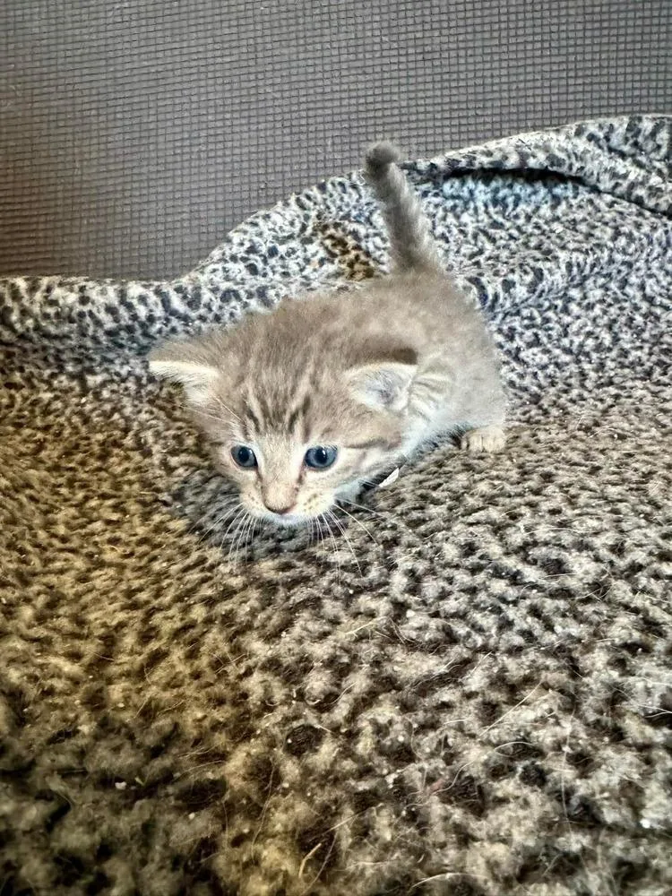 A baby small-sized male Gray / Blue / Silver Domestic Short Hair cat named Han for adoption in Shawnee, OK