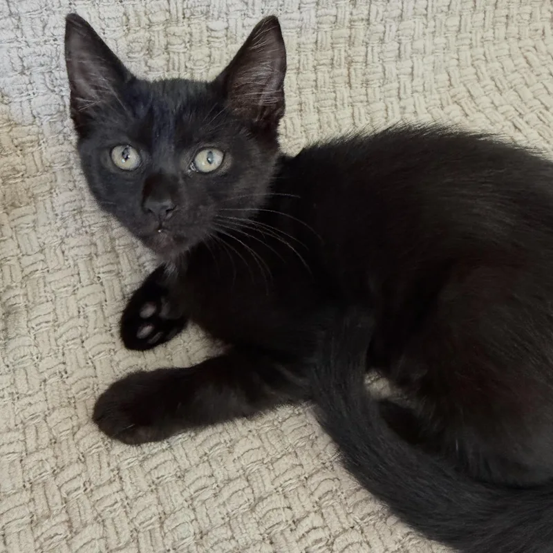 A baby small-sized female Black Bombay cat named Juniper for adoption in Miami, FL