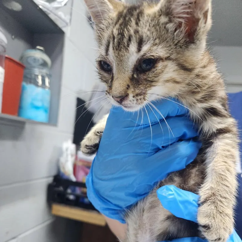 A baby small-sized female Brown / Chocolate Domestic Short Hair cat named Pearl for adoption in Summerville, SC