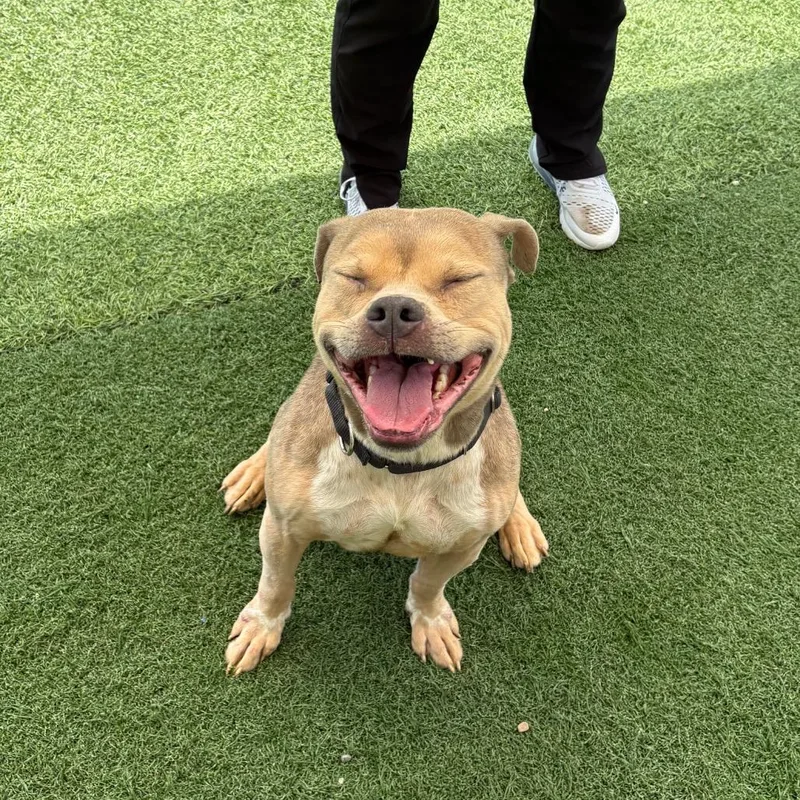 An adult medium-sized male Brown / Chocolate Pit Bull Terrier dog named Goofy for adoption in Batavia, OH