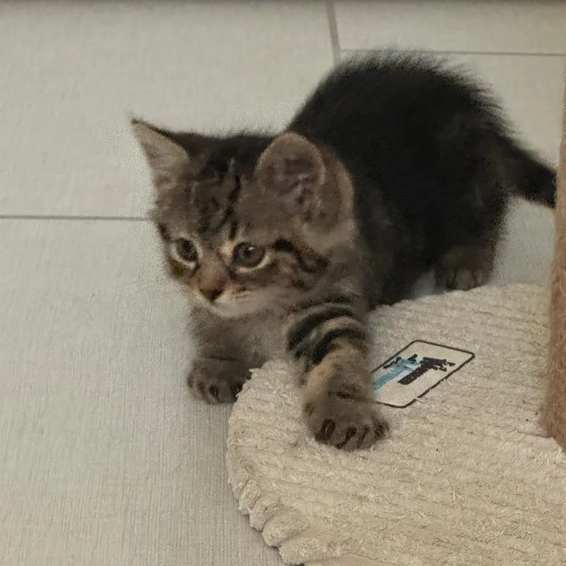 A baby small-sized female Brown / Chocolate Domestic Short Hair cat named Artemis for adoption in Houston, TX