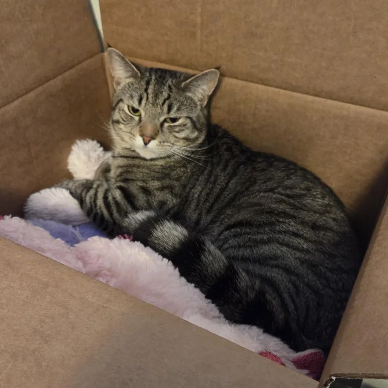 A young small-sized male Gray / Blue / Silver Domestic Short Hair cat named Miko for adoption in Philadelphia, PA