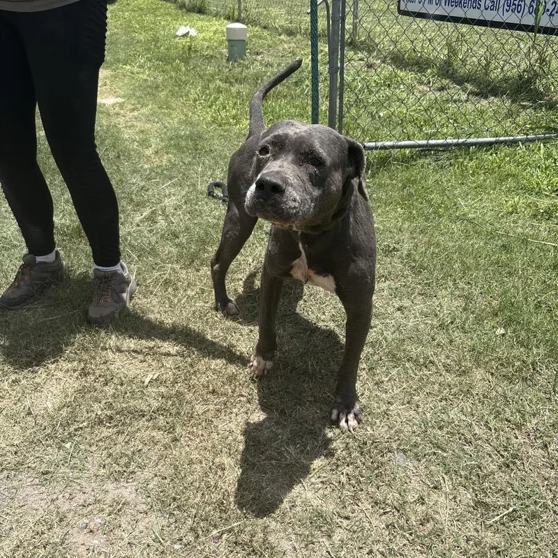 An adult medium-sized male Gray / Blue / Silver Mixed Breed dog named Onion for adoption in Austin, TX