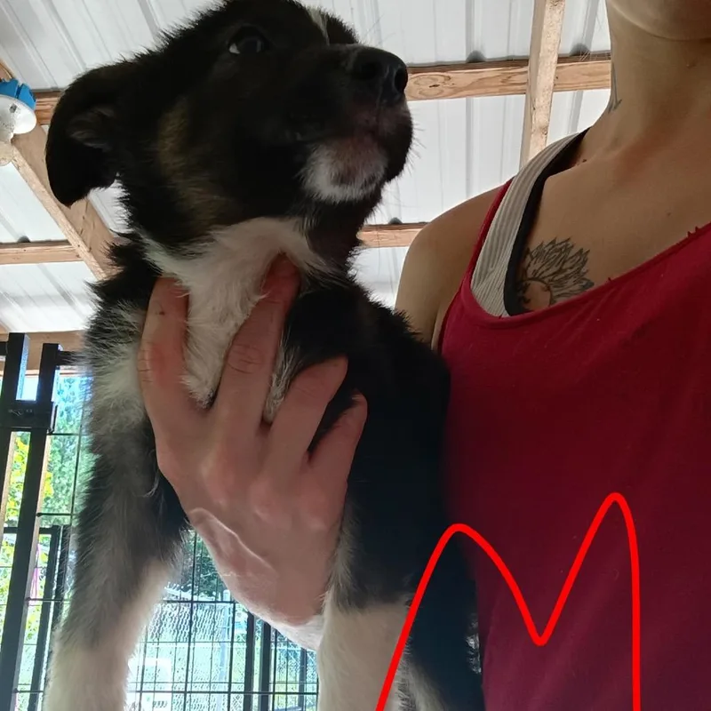A baby small-sized male Black German Shepherd Dog dog named Menards for adoption in Pekin, IL