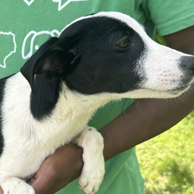 A young medium-sized female Black Australian Cattle Dog / Blue Heeler dog named Frida  Local July for adoption in Brookshire, TX