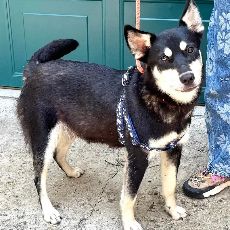A young large-sized female Black Husky dog named Brooke Shields s for adoption in Sequatchie, TN