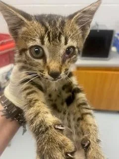 A baby small-sized male Domestic Short Hair cat named Jimmy N. for adoption in Saint Cloud, FL