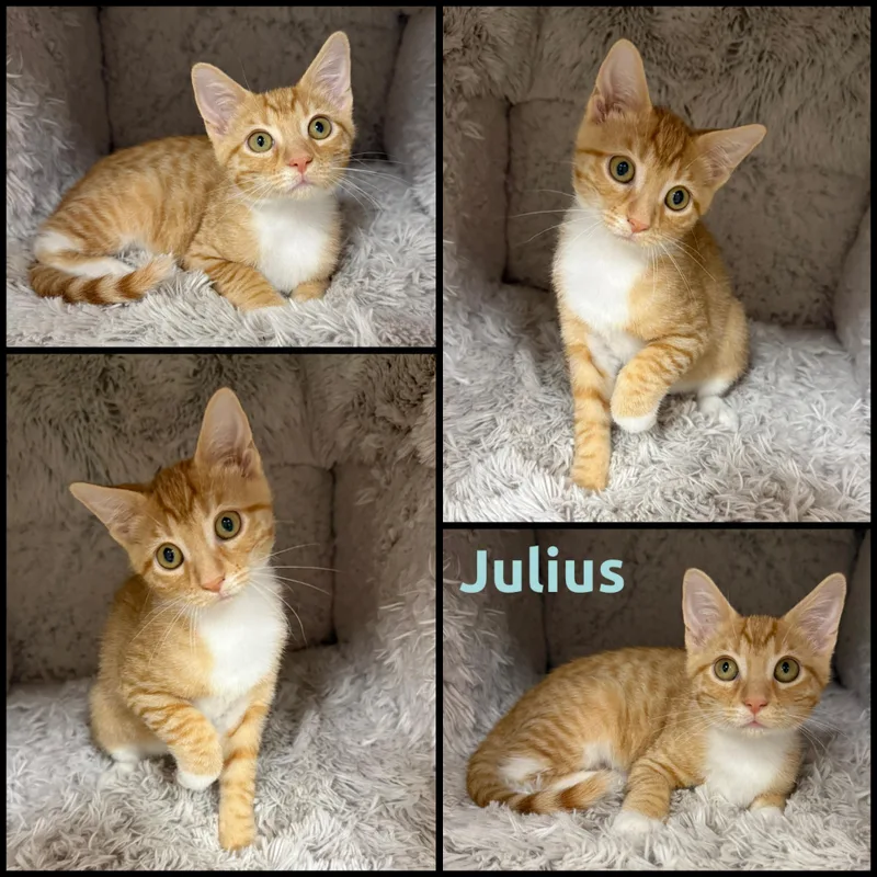 A baby small-sized male Orange & White Domestic Short Hair cat named Julius for adoption in Louisville, KY