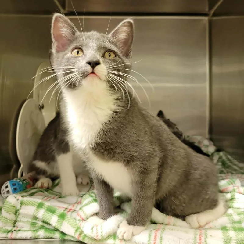 A baby small-sized female Gray / Blue / Silver Domestic Short Hair cat named Koi for adoption in Columbia, MO