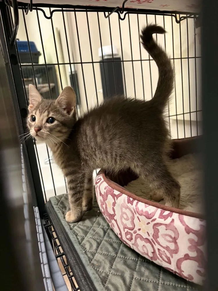 A baby medium-sized male Gray / Blue / Silver Domestic Short Hair cat named Parker for adoption in Clinton Township, MI
