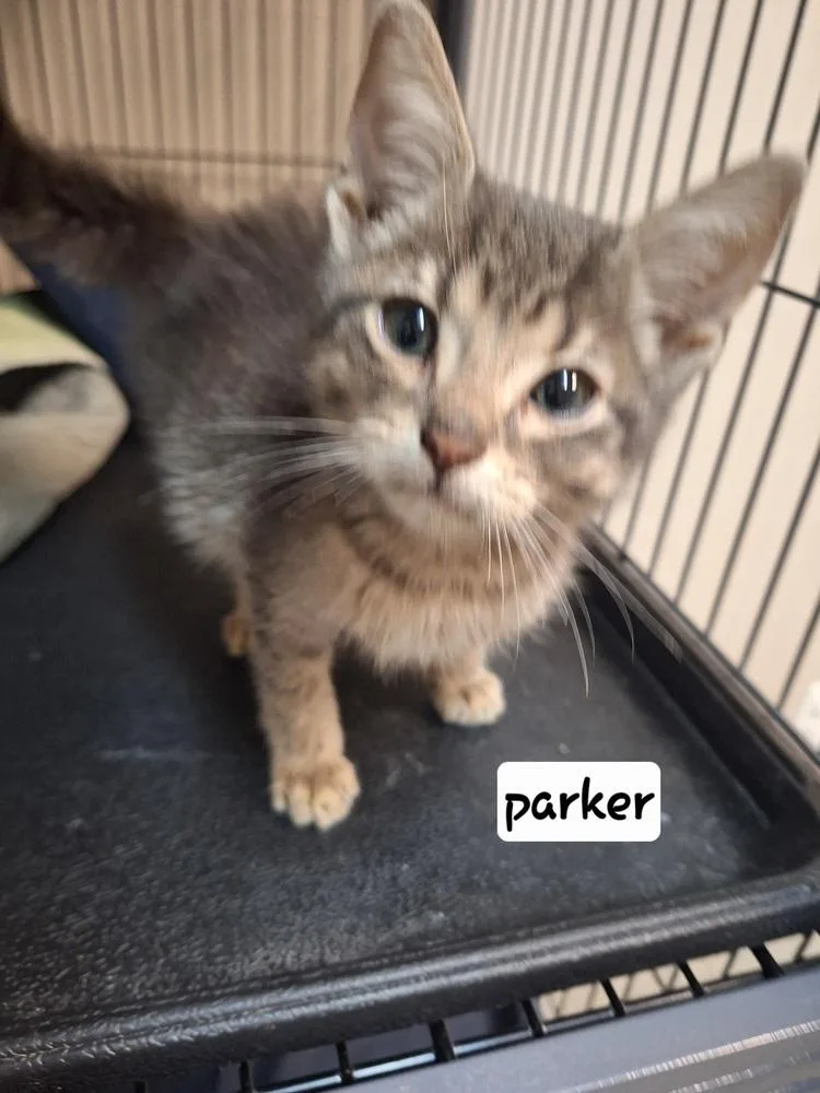 Parker thumbnail 2