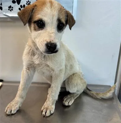 A baby small-sized female German Shepherd Dog dog named Roma for adoption in Lancaster, CA