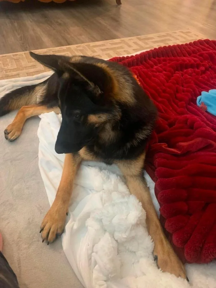 A young small-sized female Tricolor (Brown, Black, & White) German Shepherd Dog named Bella Leigh for adoption in Sealy, TX