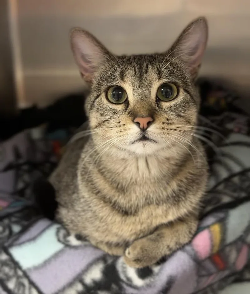 An adult medium-sized female Brown / Chocolate Domestic Short Hair cat named Motley for adoption in Bemidji, MN