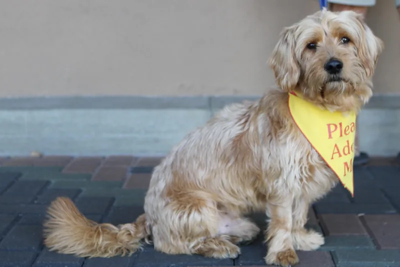 Finnegan thumbnail 2