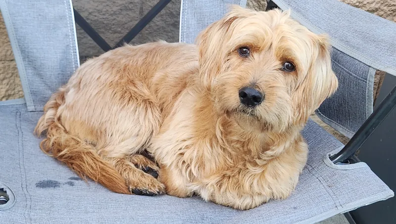 Finnegan thumbnail 3