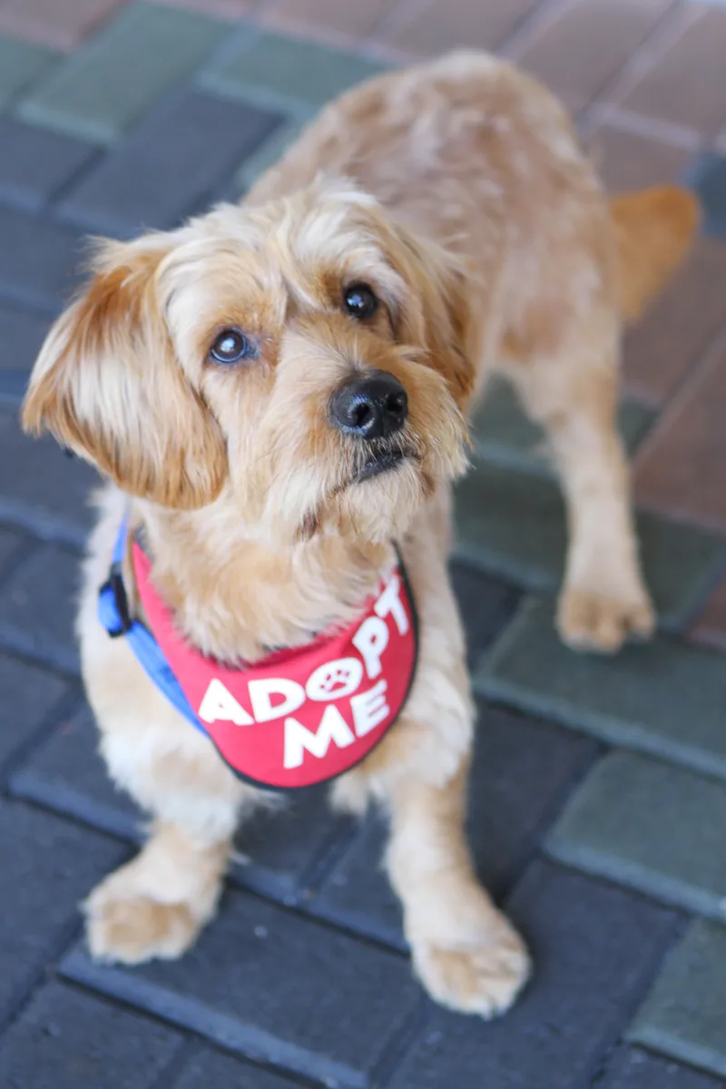 Finnegan thumbnail 4