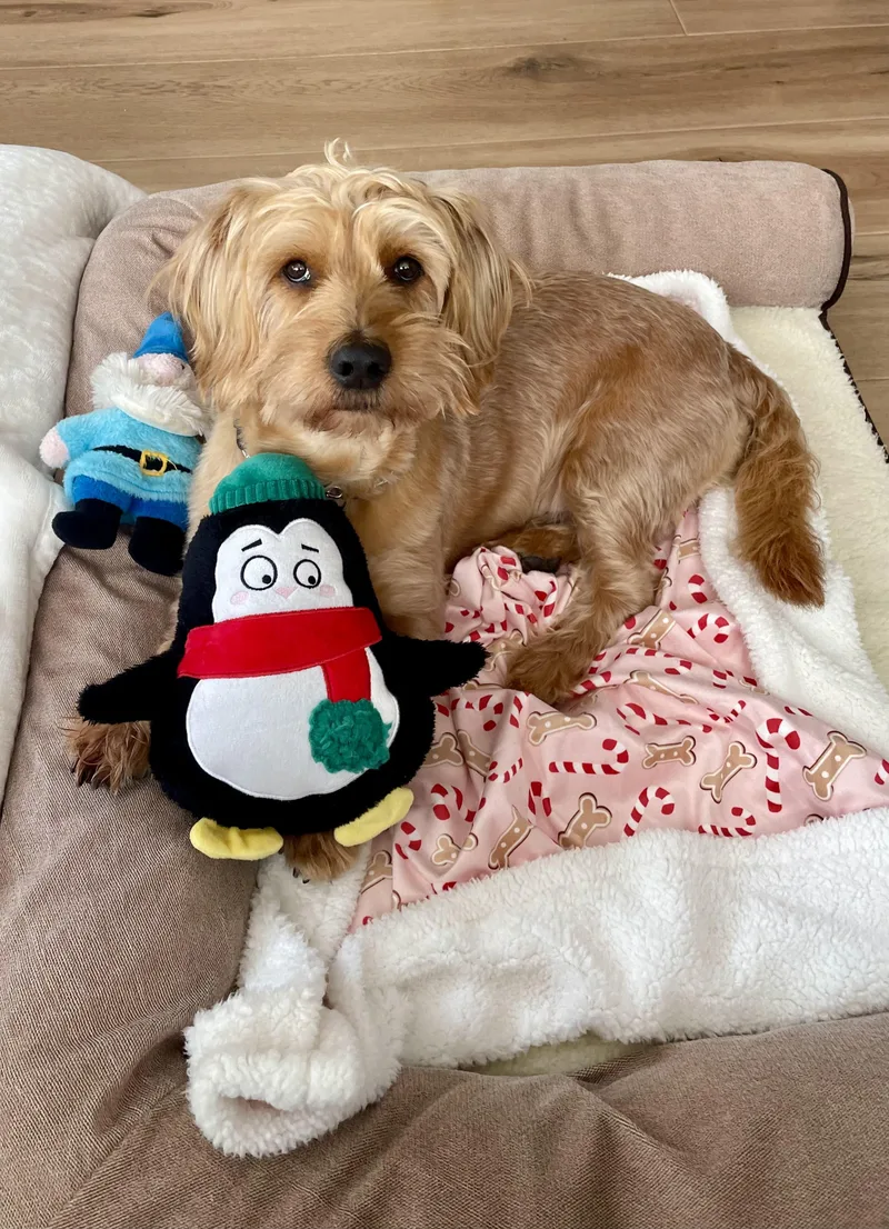 Finnegan thumbnail 6