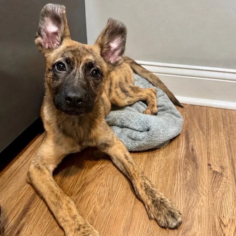 A baby medium-sized male Brindle German Shepherd Dog dog named Tony for adoption in Park Forest, IL