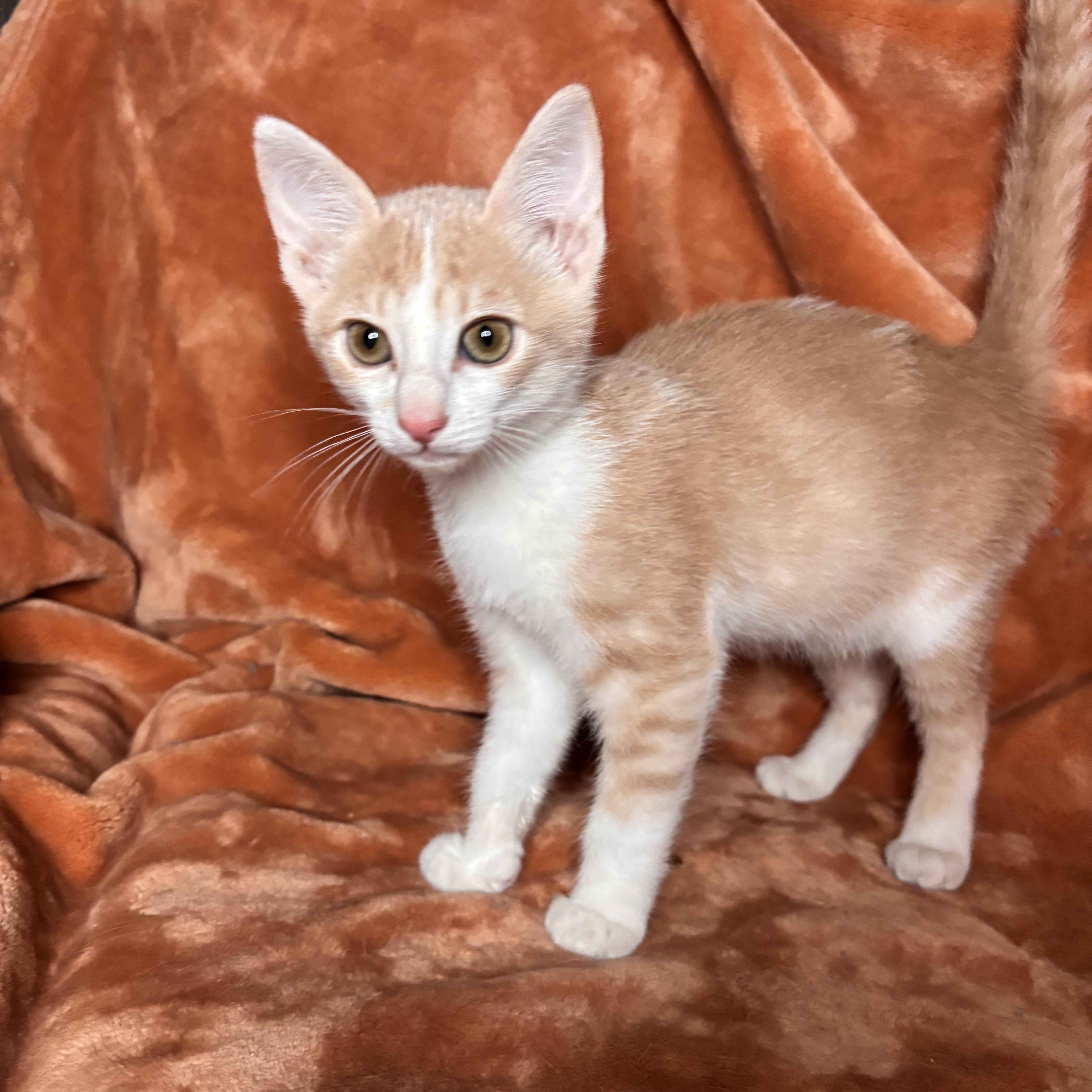 A baby medium-sized male Orange & White Domestic Short Hair cat named Toad for adoption in Woodlawn, TN