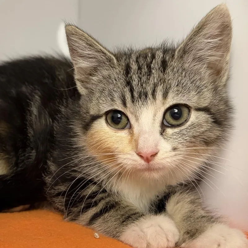 A baby small-sized female Domestic Short Hair cat named Kyary Pamyu for adoption in Los Angeles, CA
