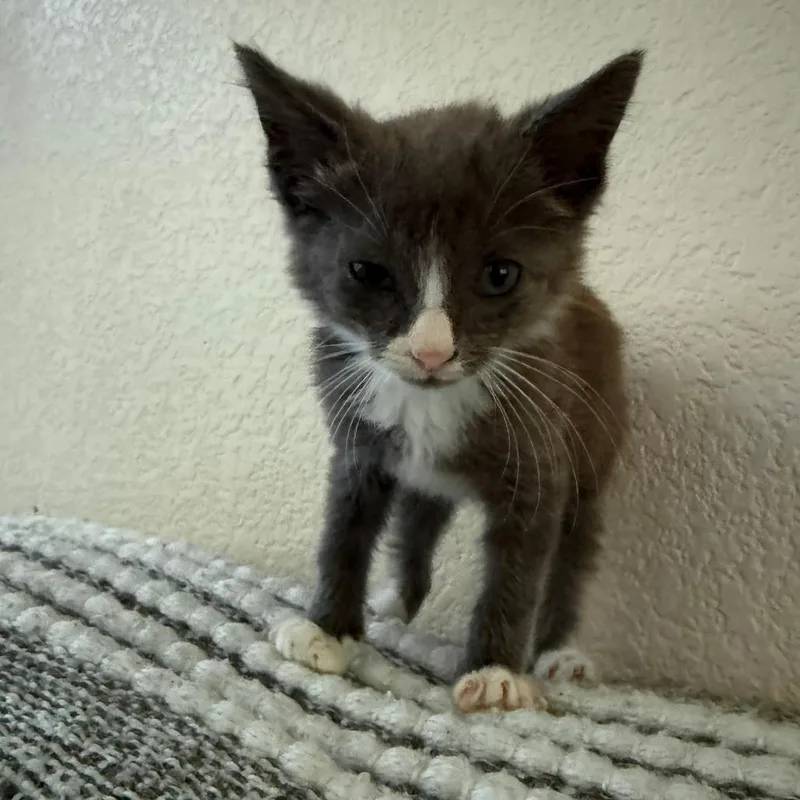 A baby small-sized male Gray / Blue / Silver Domestic Short Hair cat named Gooey Brownie for adoption in Austin, TX