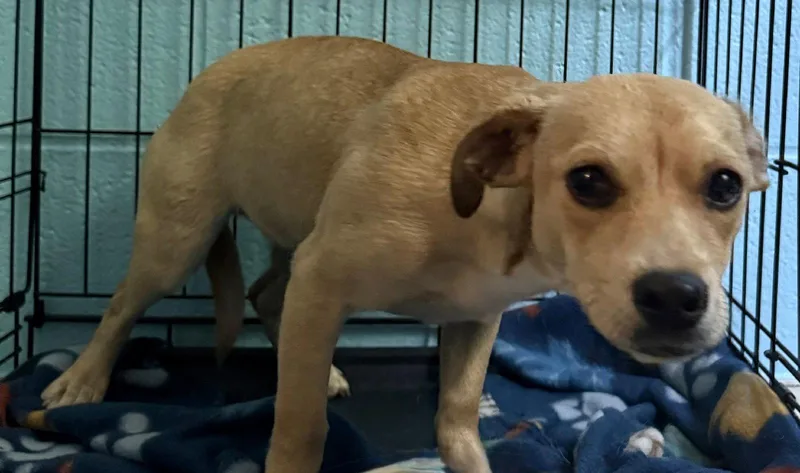 A young small-sized female Beagle dog named Amelia for adoption in Staley, NC