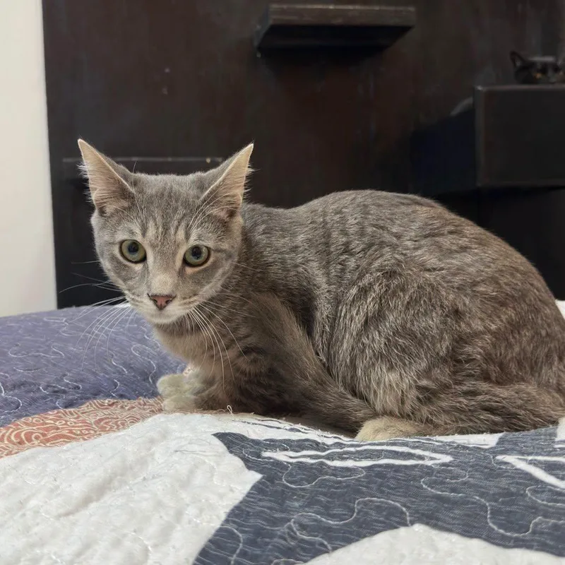 A baby medium-sized male Tabby (Gray / Blue / Silver) Domestic Short Hair cat named Zero @ Fat Cat for adoption in Tallahassee, FL