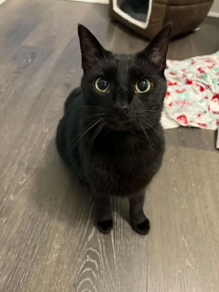 An adult small-sized female Domestic Short Hair cat named Raven aka North for adoption in Newnan, GA