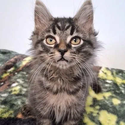 A young small-sized male Tabby (Brown / Chocolate) Domestic Medium Hair cat named Joshua for adoption in Belmont, NY