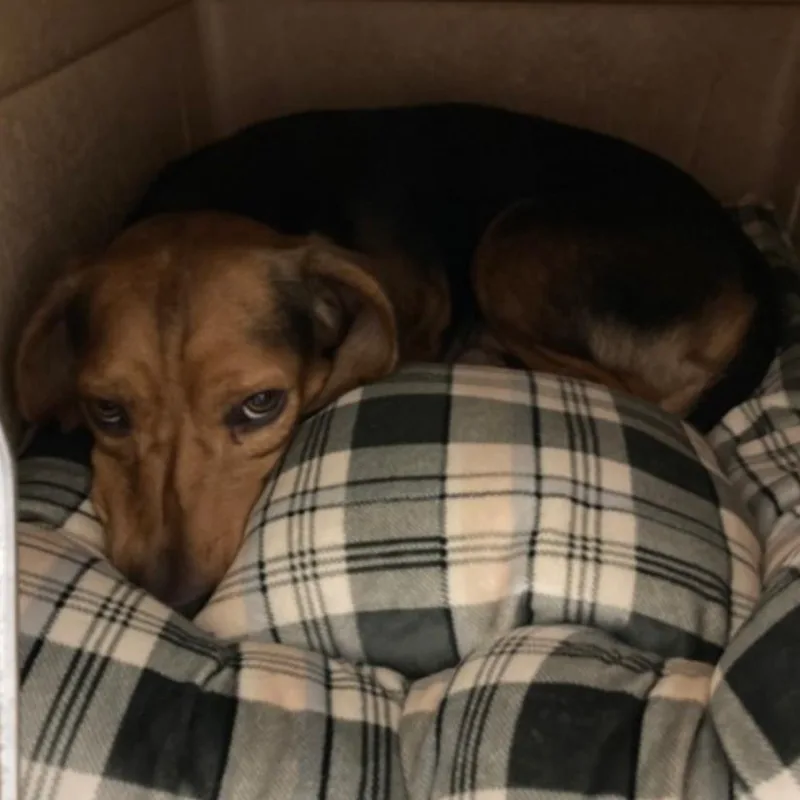 An adult small-sized male Brown / Chocolate Beagle dog named Tucker for adoption in Northbrook, IL