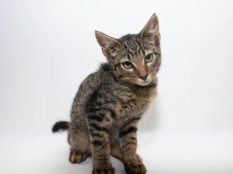 A baby medium-sized male Domestic Short Hair cat named Cody for adoption in Lansing, KS