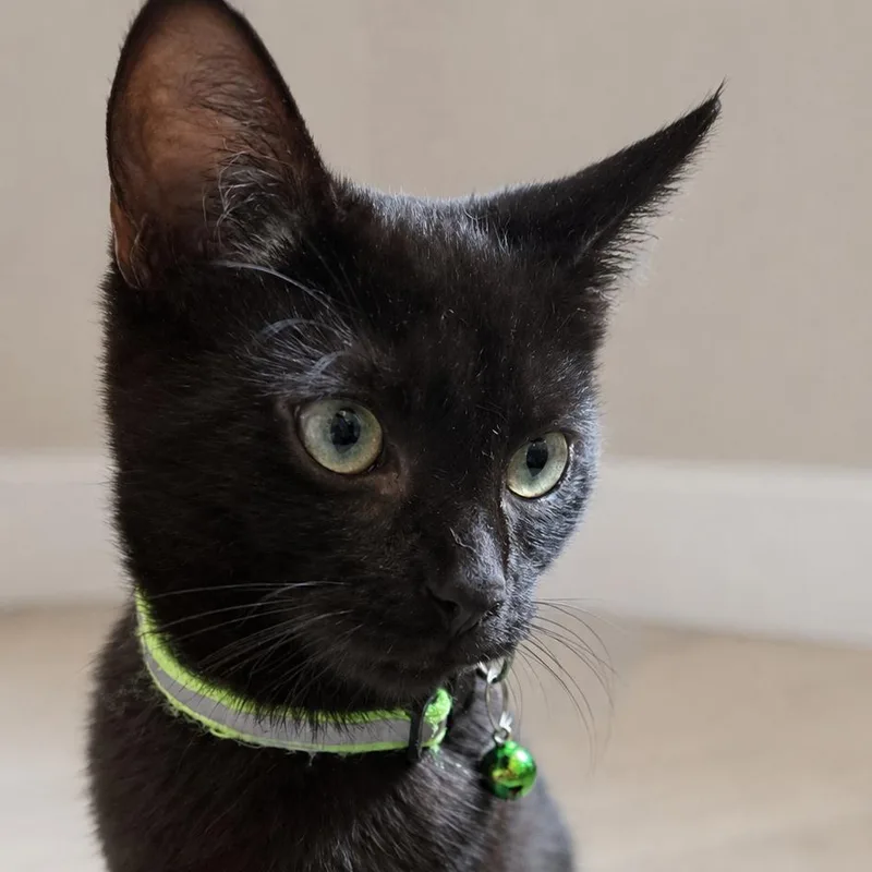 Binx