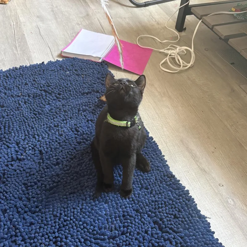 Binx thumbnail 2