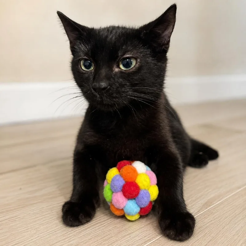 Binx thumbnail 4