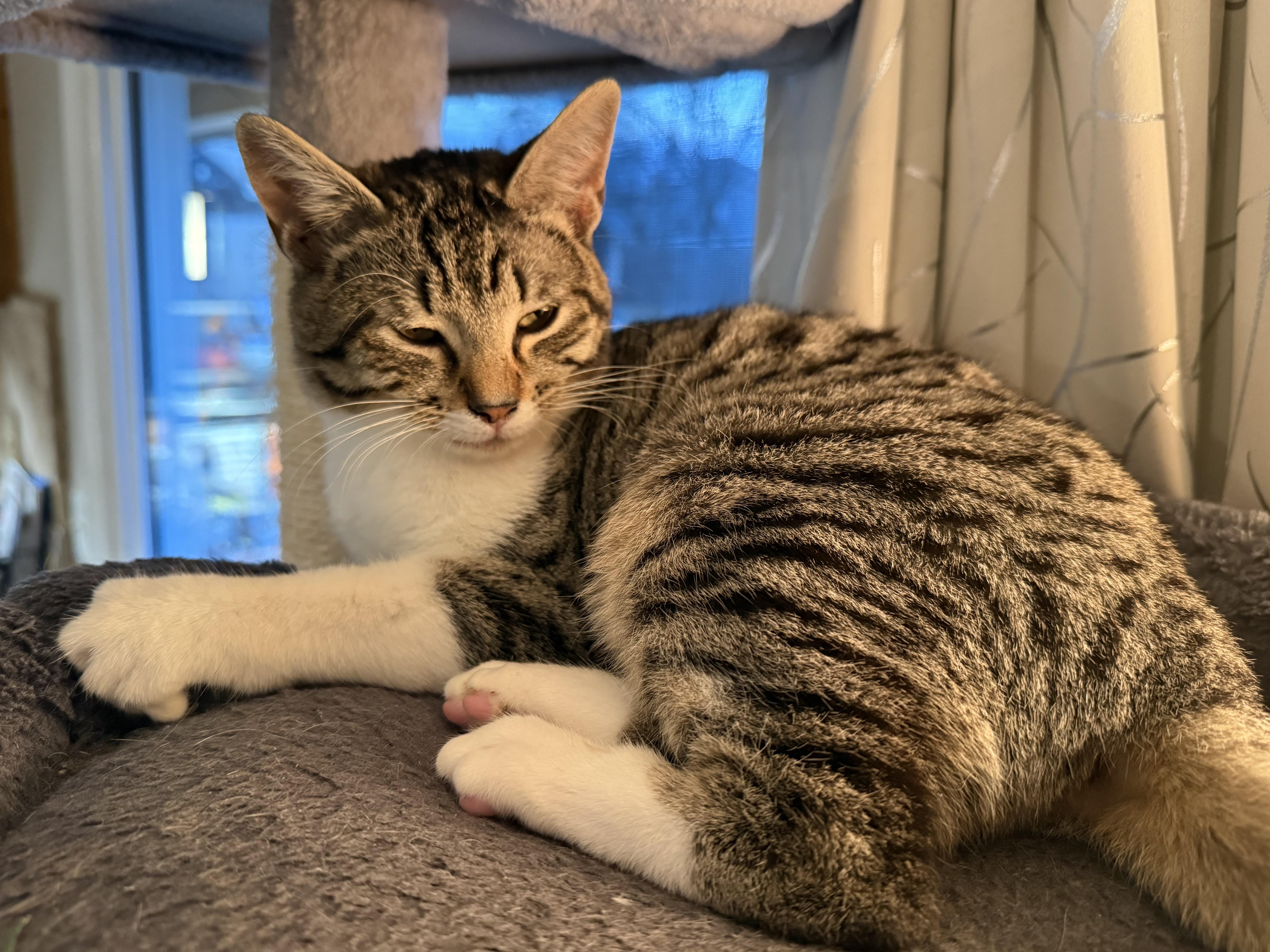 Miss Socks thumbnail 2