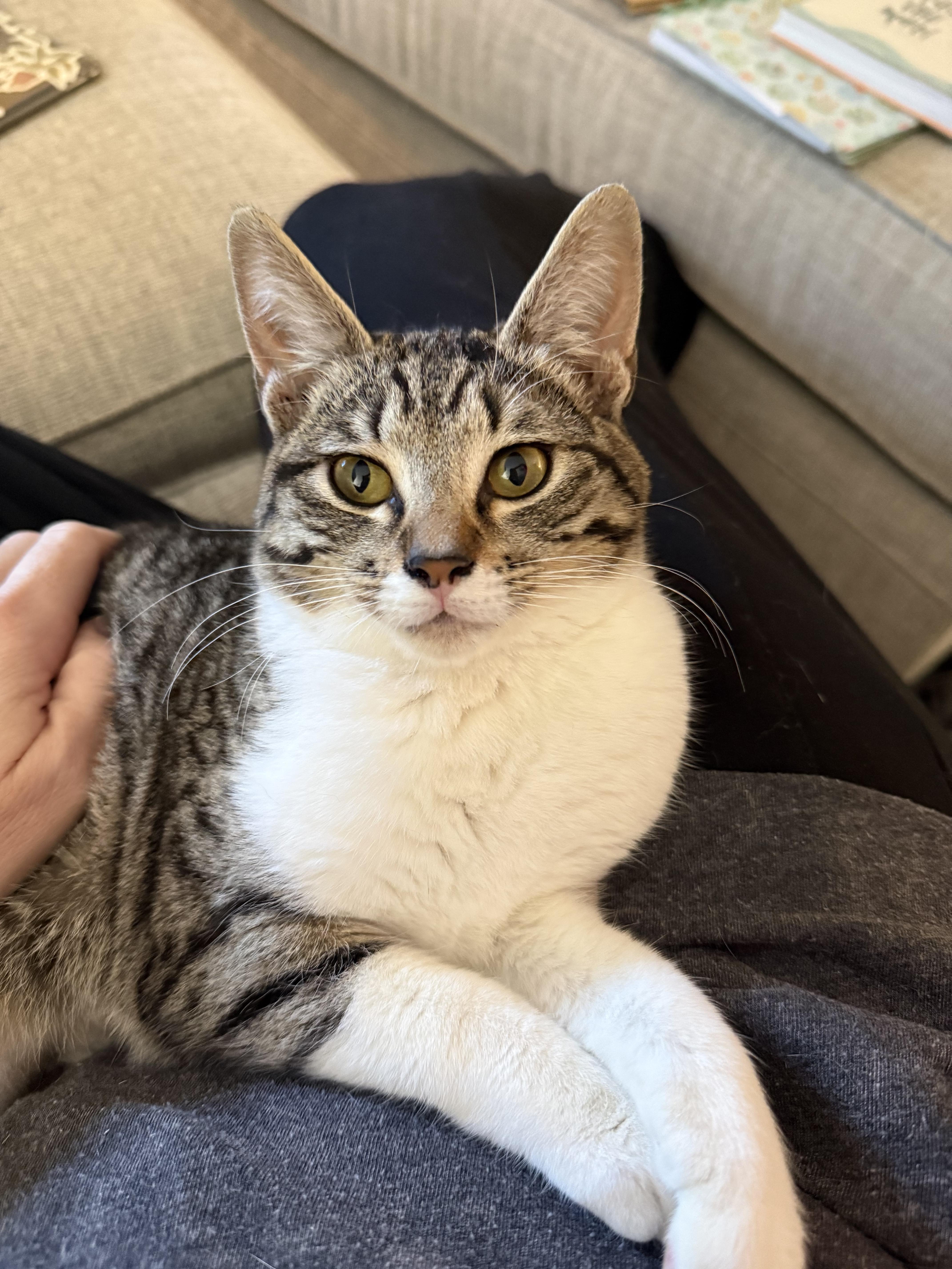 Miss Socks thumbnail 3