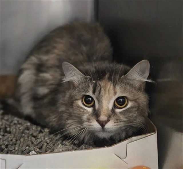 A young small-sized male Domestic Medium Hair cat named Thomas for adoption in Dallas, TX