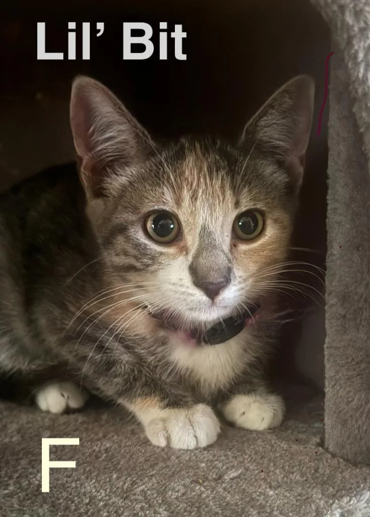 A baby small-sized female Domestic Short Hair cat named Lil Bit for adoption in Darien, GA
