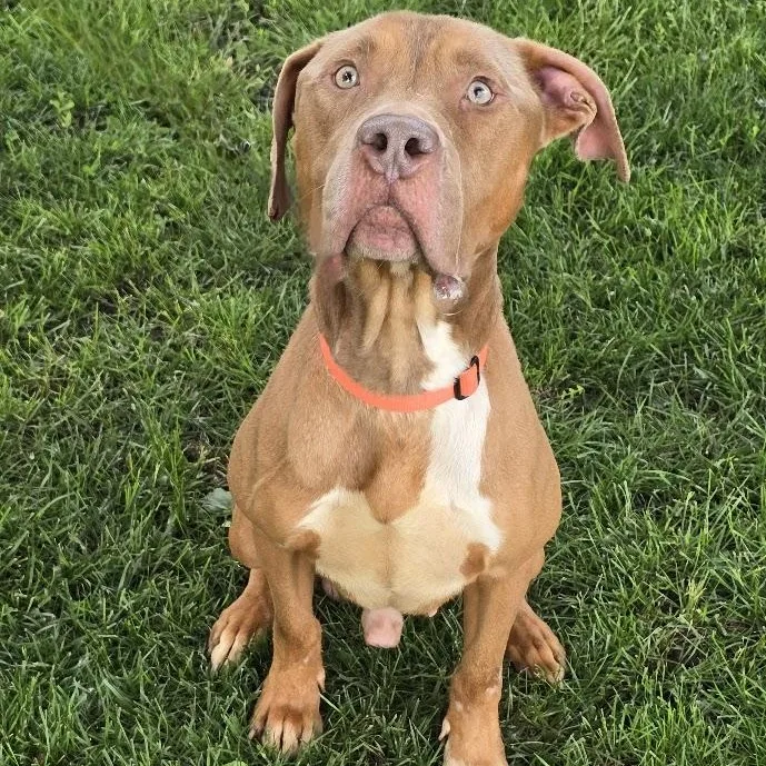 An adult large-sized male Red / Chestnut / Orange American Bully dog named Otis for adoption in Waterloo, IA