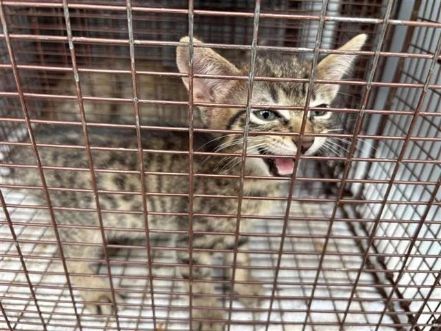 A baby small-sized male Domestic Short Hair cat named A for adoption in Houston, TX