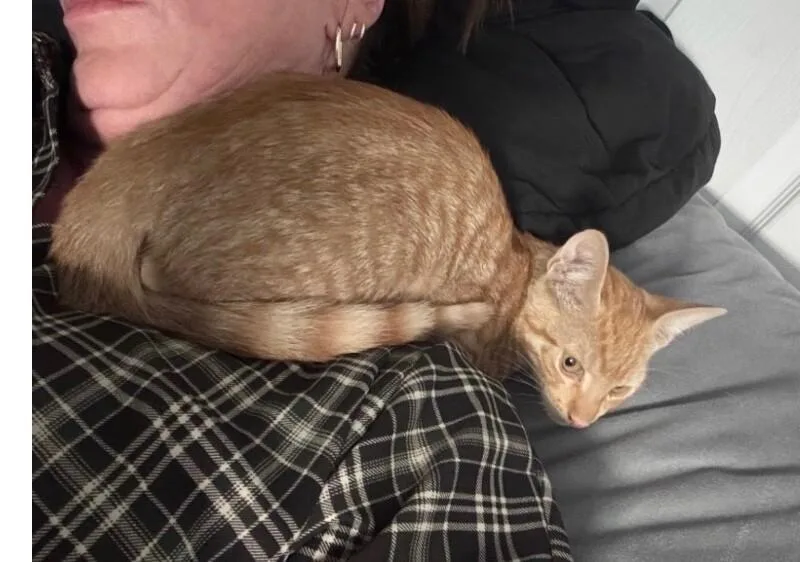 A baby small-sized male Orange / Red Tabby cat named Eddie Sheeran for adoption in Anthem, AZ