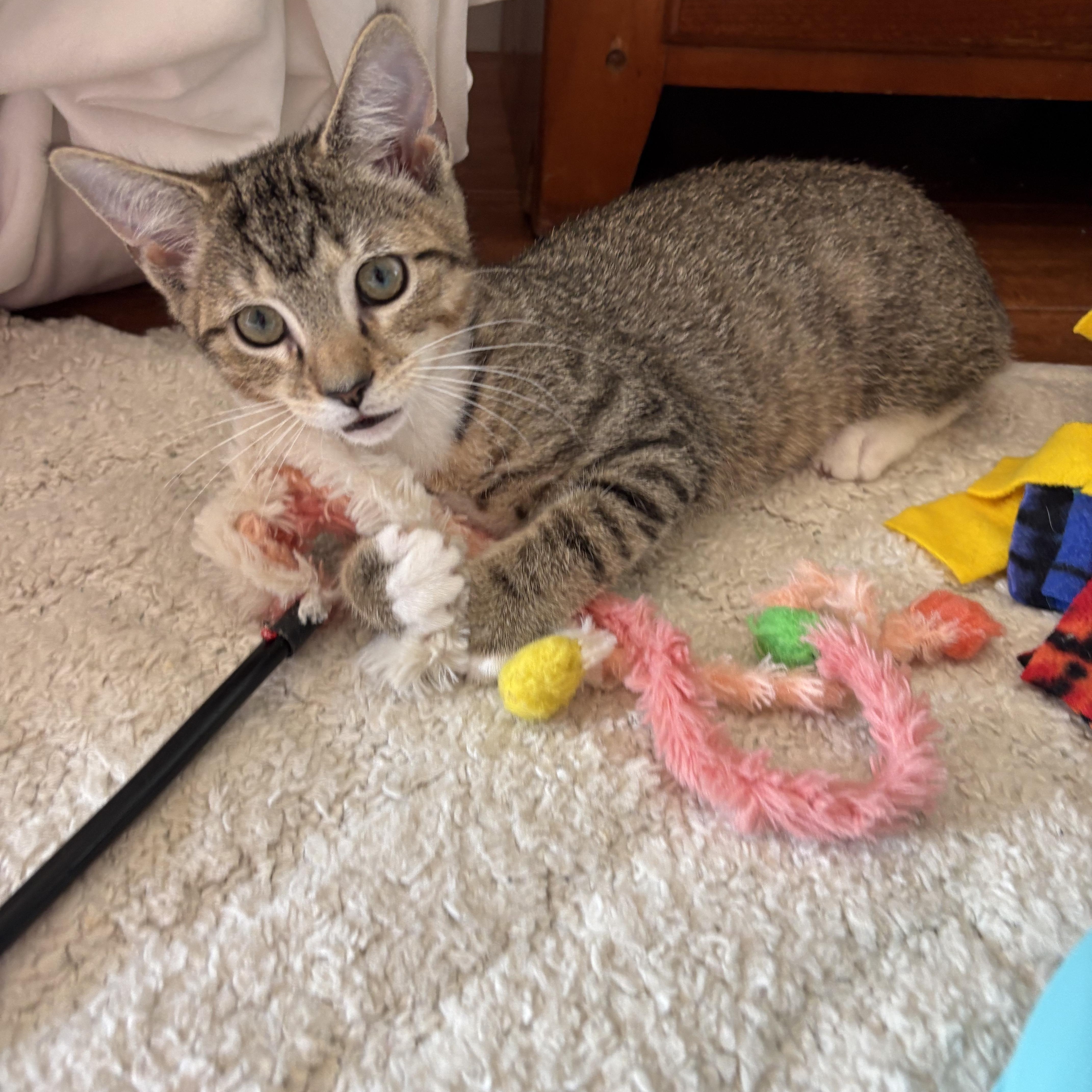 A baby medium-sized female Tabby (Buff / Tan / Fawn) Tabby cat named Latte for adoption in Washington, PA