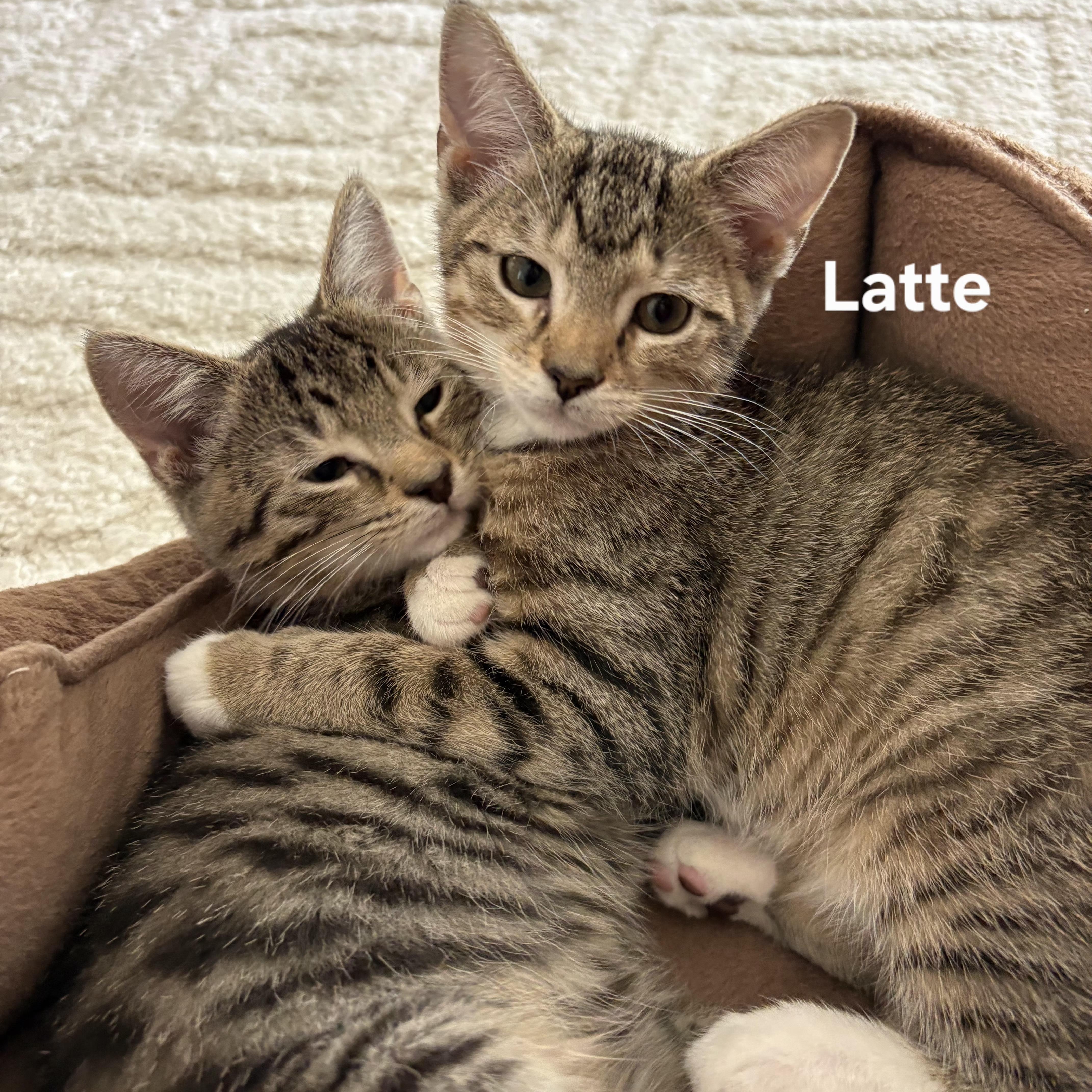 Latte thumbnail 4