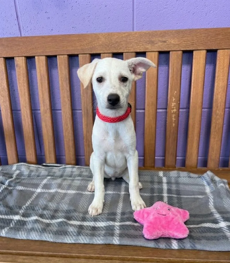 A baby medium-sized female Labrador Retriever dog named Lori for adoption in North Prairie, WI