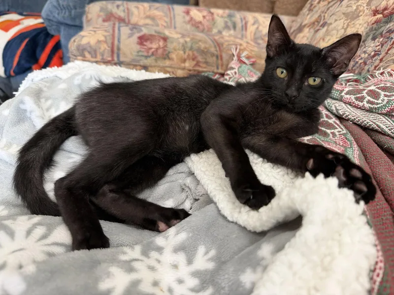 A young medium-sized female Black Domestic Short Hair cat named Miss Midnight for adoption in Rosenberg, TX